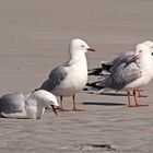 NZ Seagull