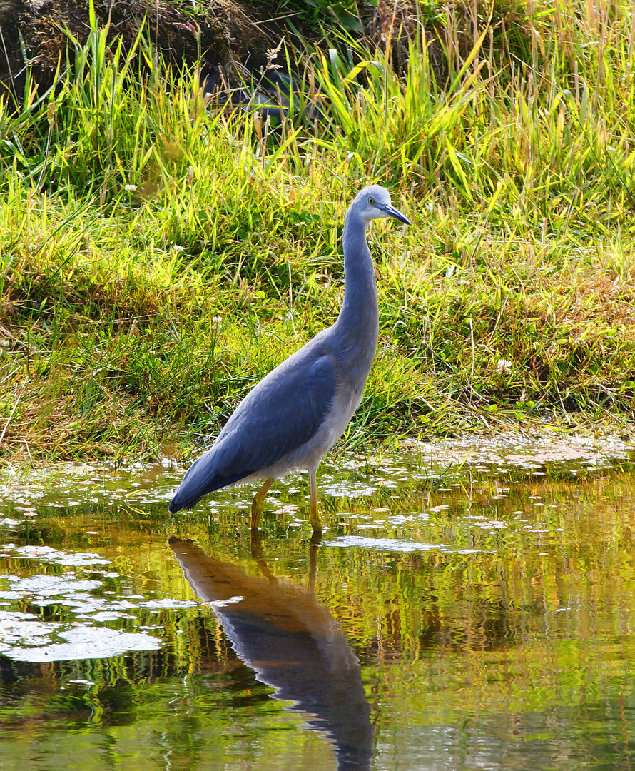 NZ Silberreiher