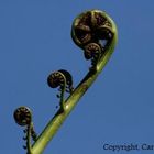 NZ silver fern