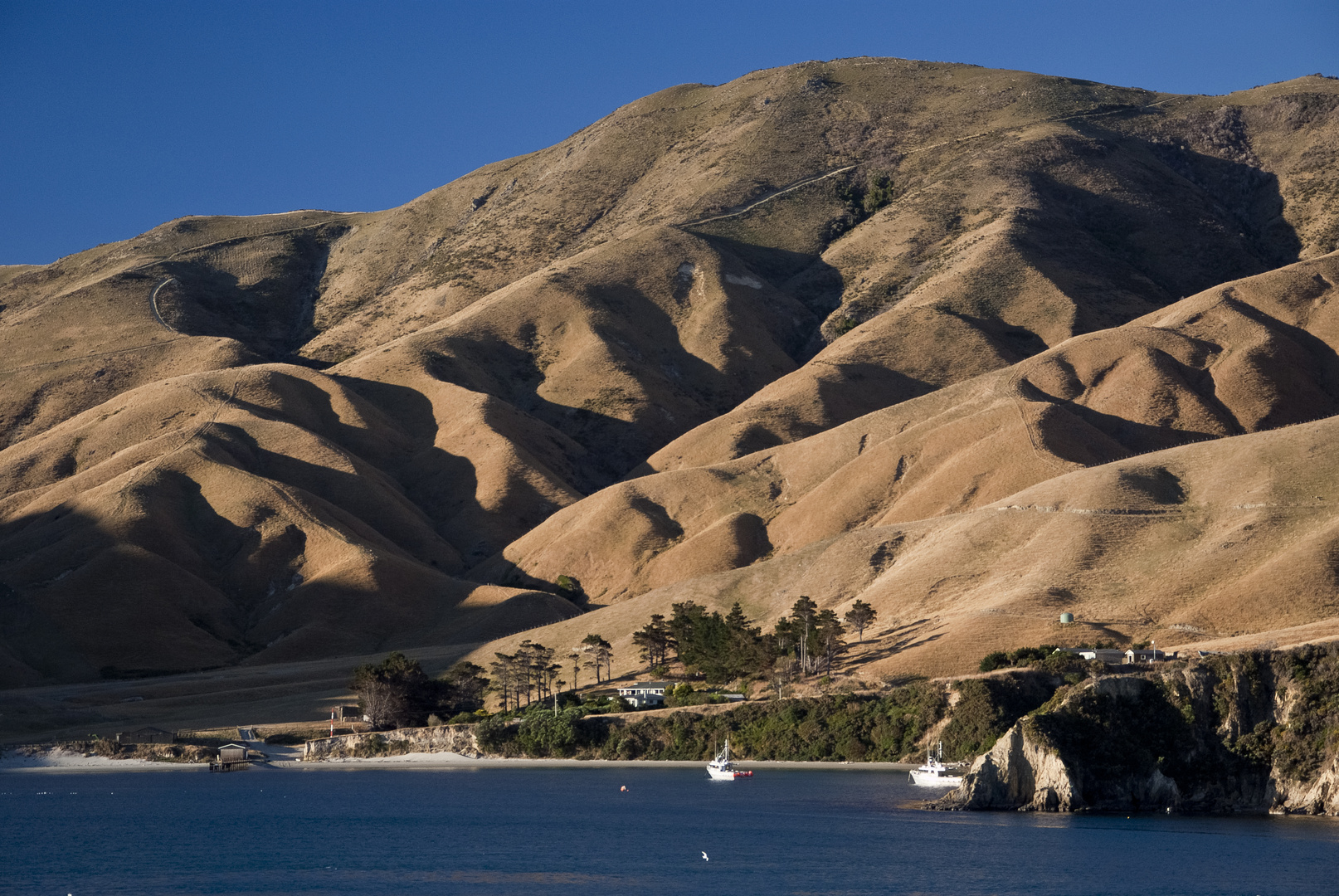 NZ - Südinsel - Arapawa Island