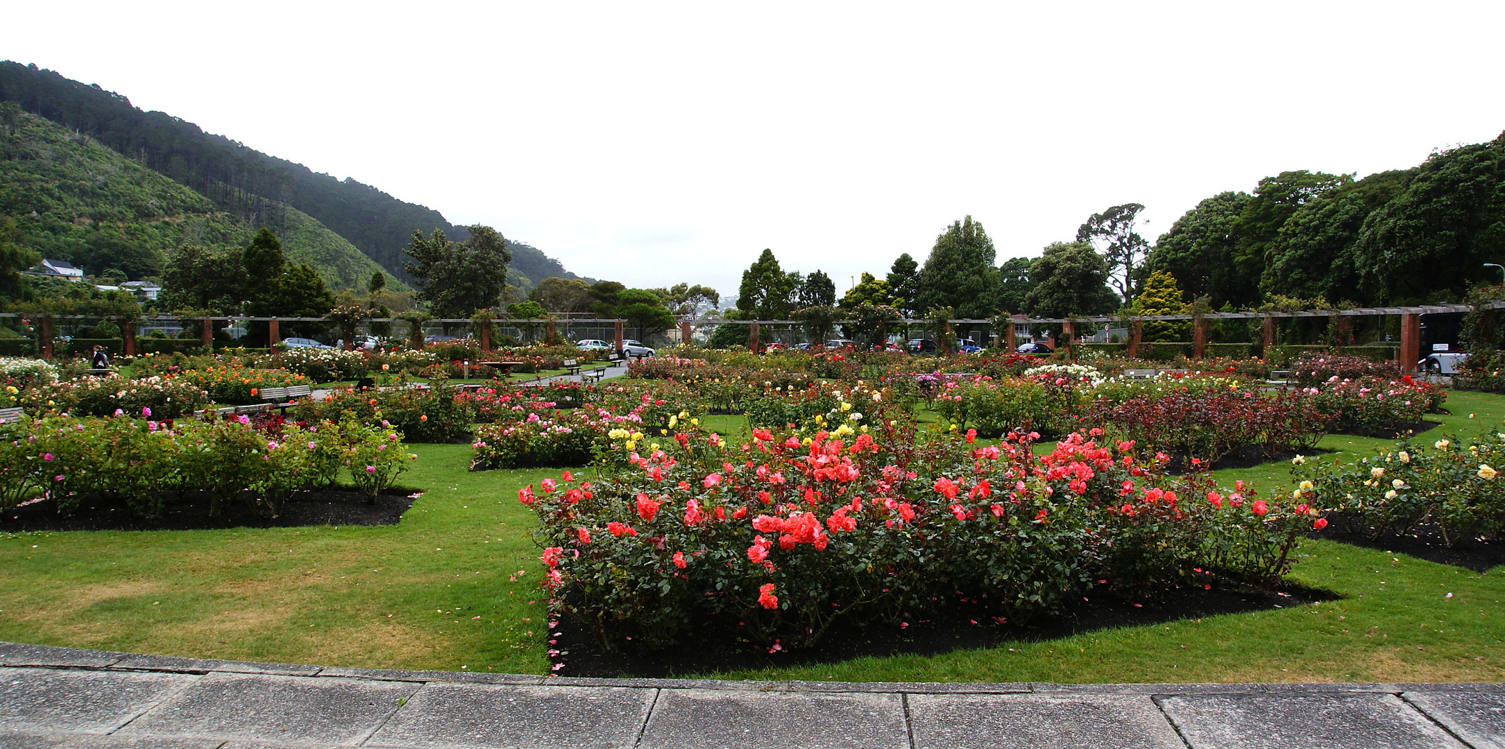 NZ Wellington Rosengarten