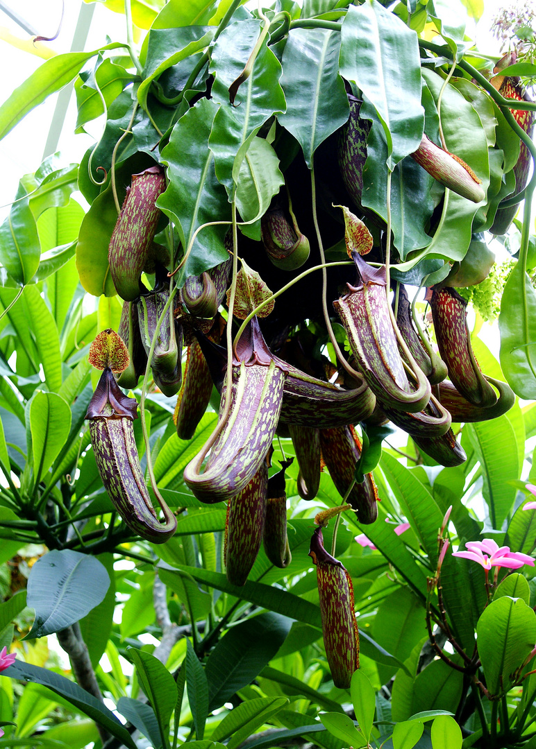 NZ Wellington Rosengarten Nepenthes