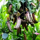 NZ Wellington Rosengarten Nepenthes