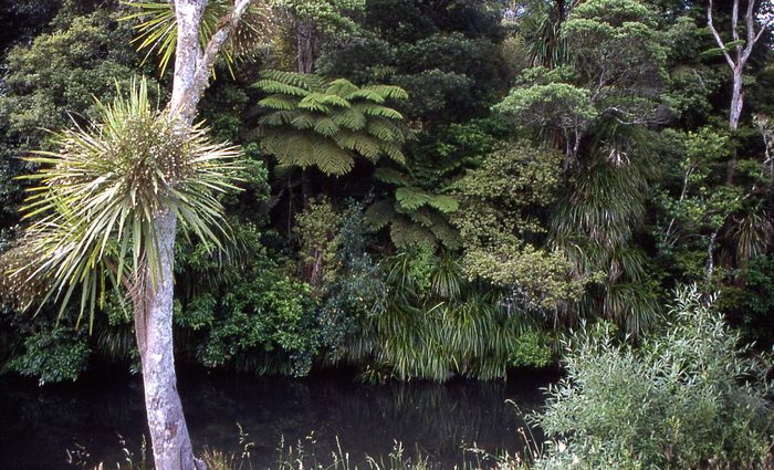 NZ Whangarei Jan 2004