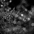 _NZ64617_DxO_Bokeh