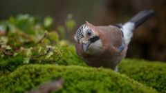 _NZ92850-Verbessert-NR