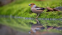 _NZ97343-Verbessert-NR