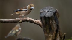 _NZ98451-Verbessert-NR