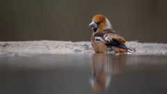 _NZ99590-Verbessert-NR