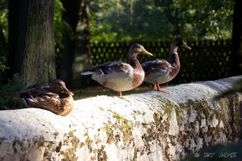 °o° ALTWEIBERSOMMER °o°