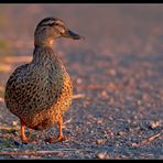 O-beiniges Stockentchen guckt Sonnenuntergang