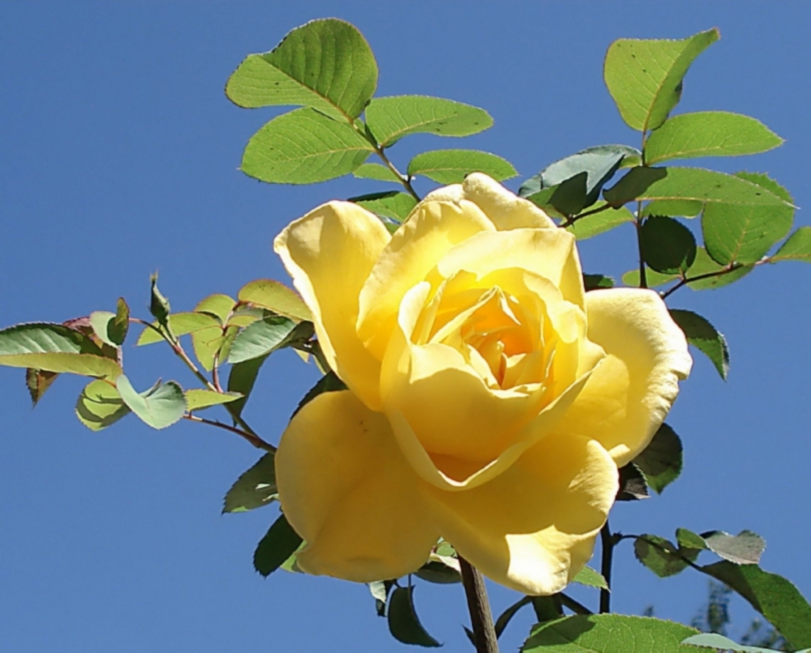 o botão já não existe mais surge uma bonita rosa amarela.