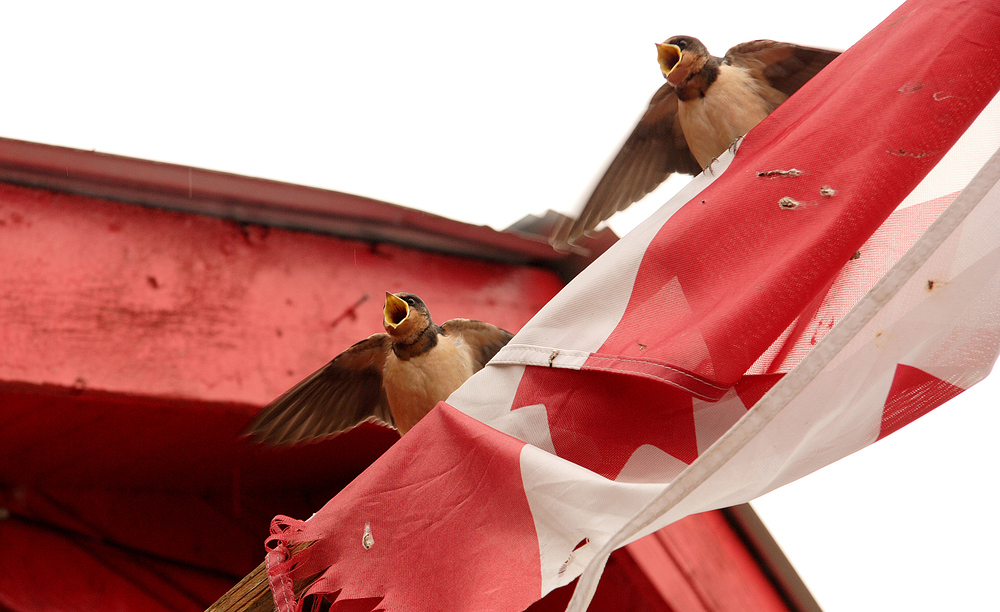 o canada ... patriotische Schwalben