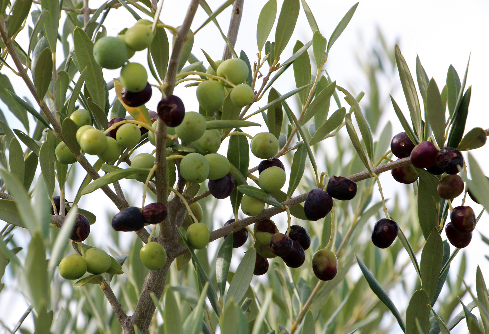 O comme Olives et Olivier