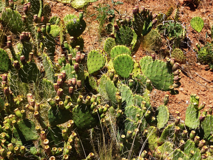 O. Comme OPUNTIA ou OPONCE