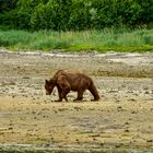 O der sieht aber  (Sch.) nicht gut aus.             DSC_5314