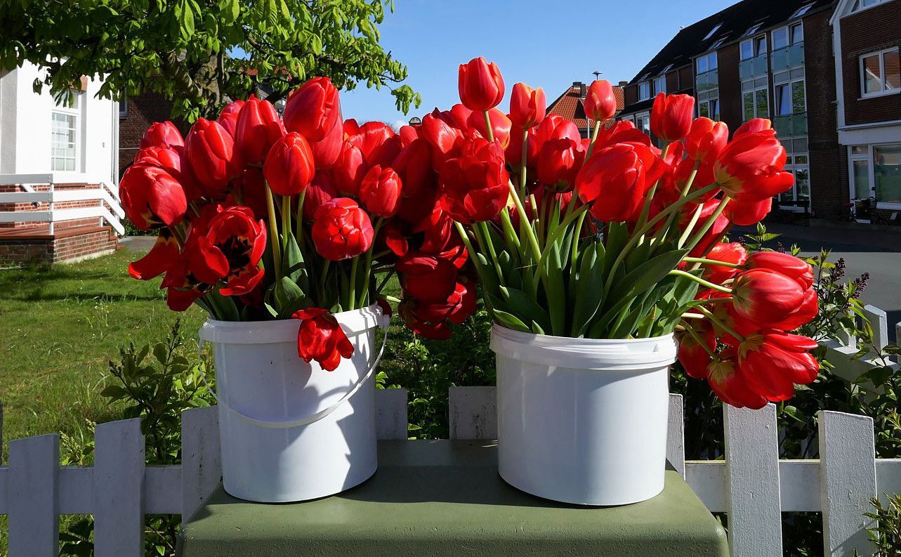 O du schöne Tulpenzeit