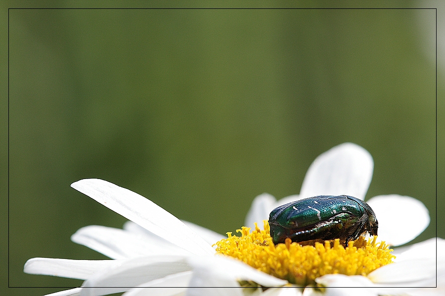 O Falsche Blume