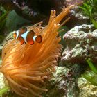 :O) -Fisch..  Amphiprion percula ....