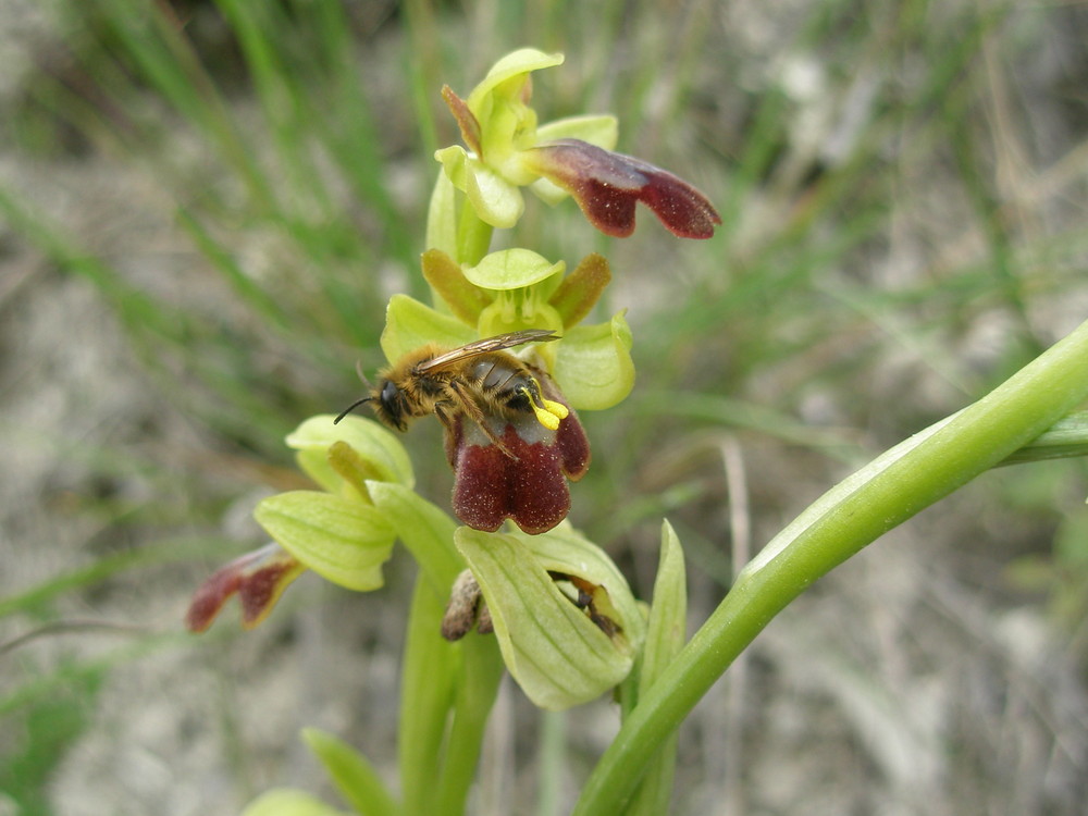 O. fusca-insecte amb pol·linis