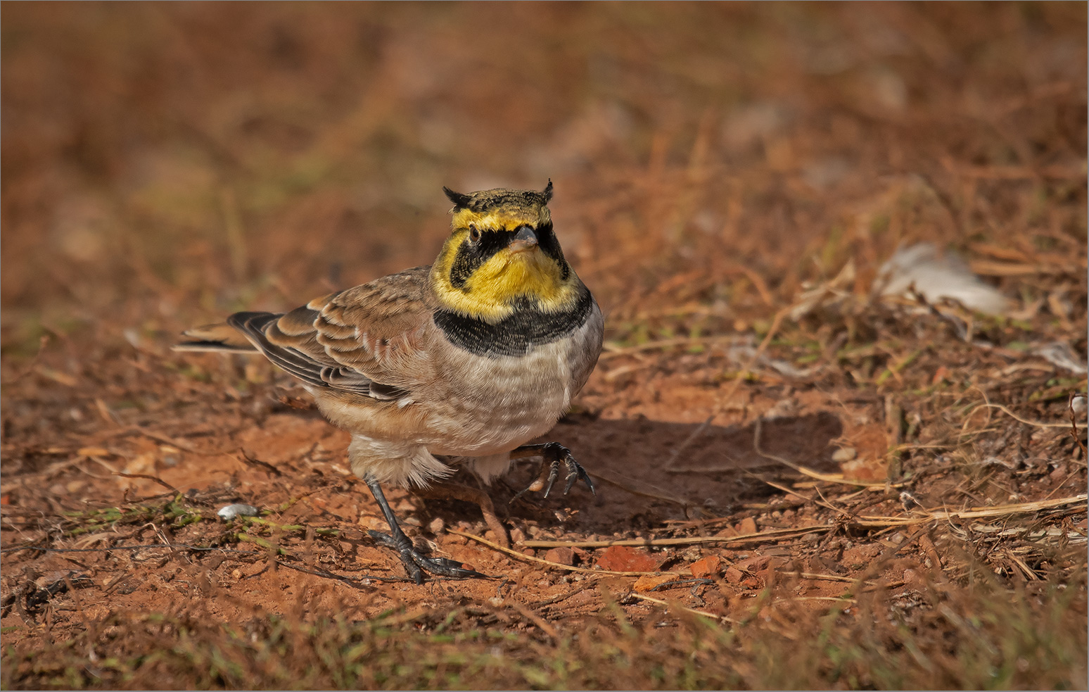 O h r e n lerche   -   Eremophila alpestris