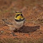 O h r e n lerche   -   Eremophila alpestris