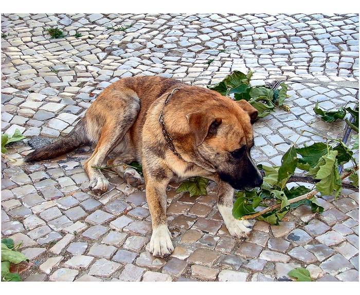 O meu cão brinca