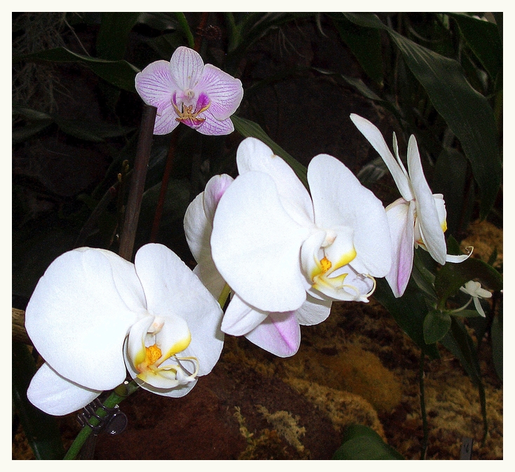 O o o o Orchidee....