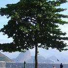 O Pão de Açúcar visto da Praia de Icaraí