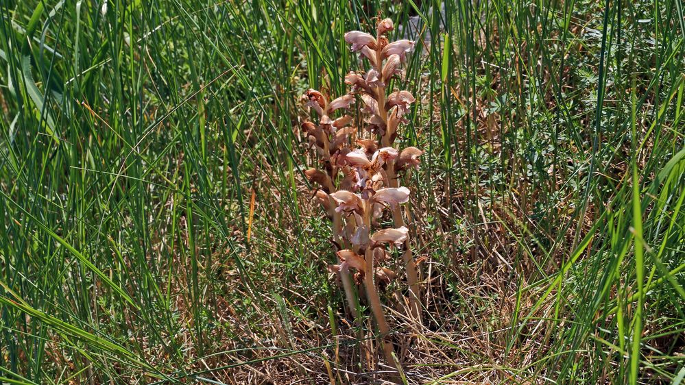  O r o b a n c h e  caryophyllacea - Nelkensommerwurz und das gleich vierfach...