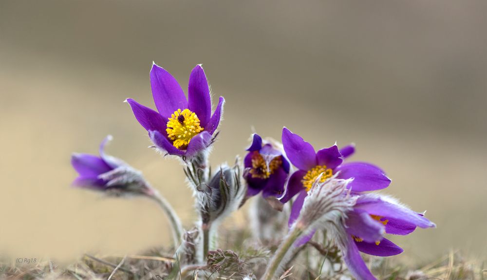 O S T E R G R U Ss Foto Bild Jahreszeiten Fruhling Karten Und Kalender Bilder Auf Fotocommunity