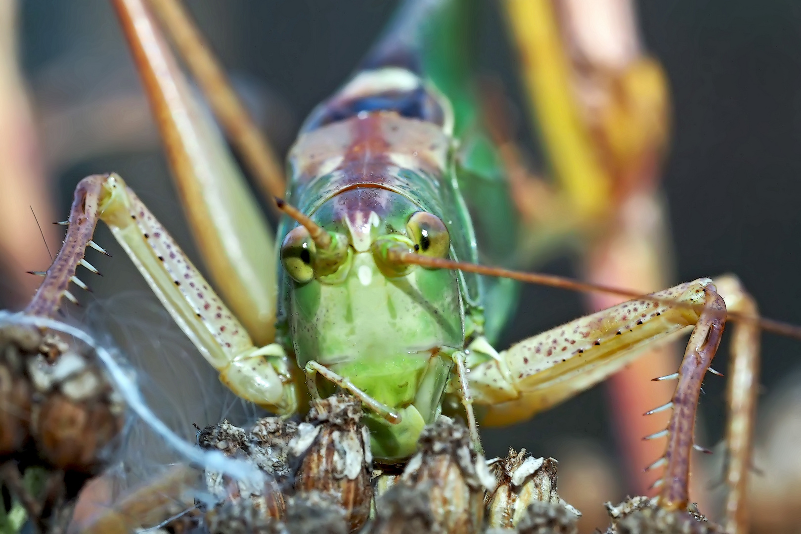 O Schreck! Grünes Heupferd (Tettigona viridissima)*. - Elle me guette..!