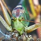 O Schreck! Grünes Heupferd (Tettigona viridissima)*. - Elle me guette..!