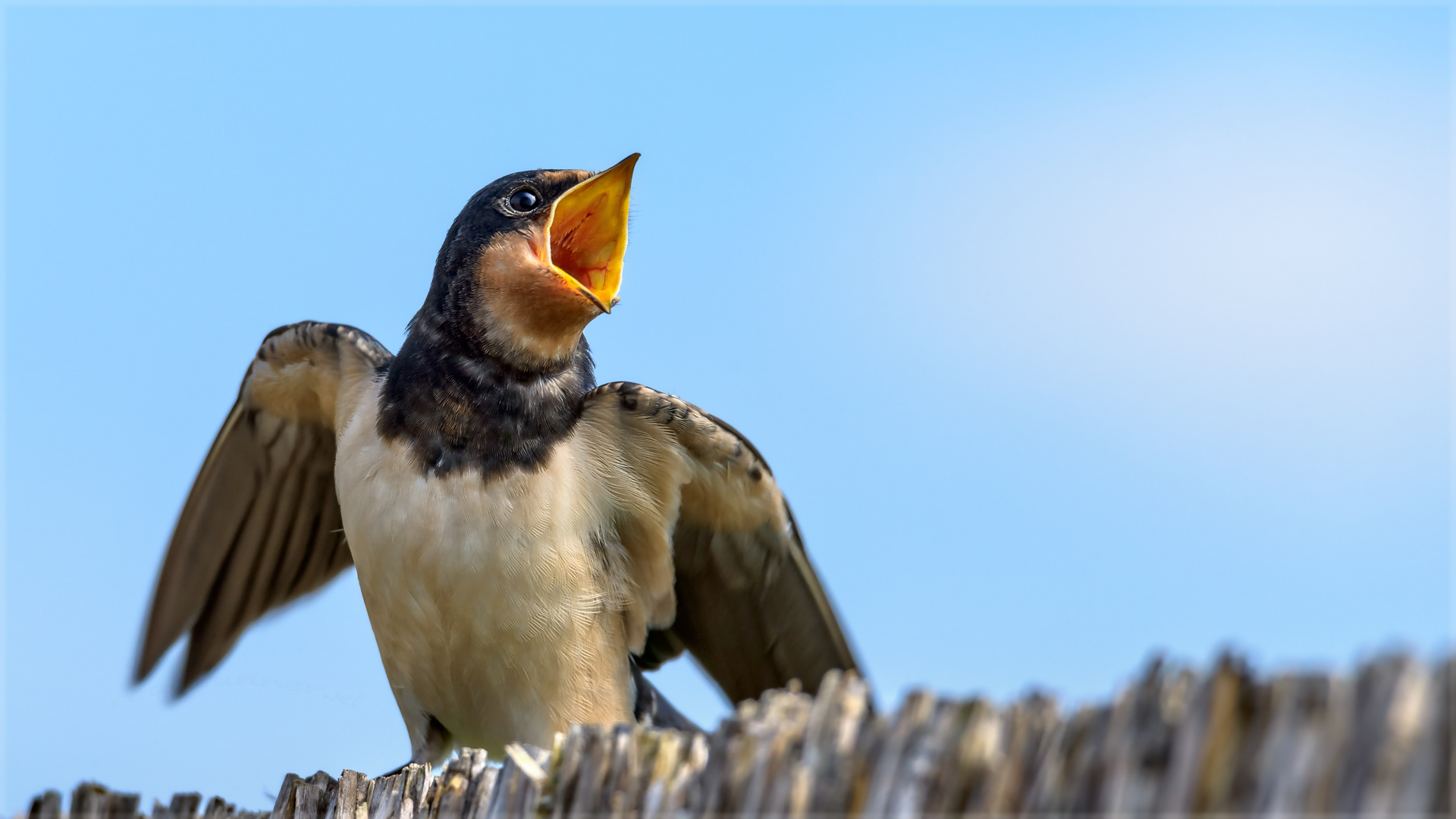 ’O sole mio