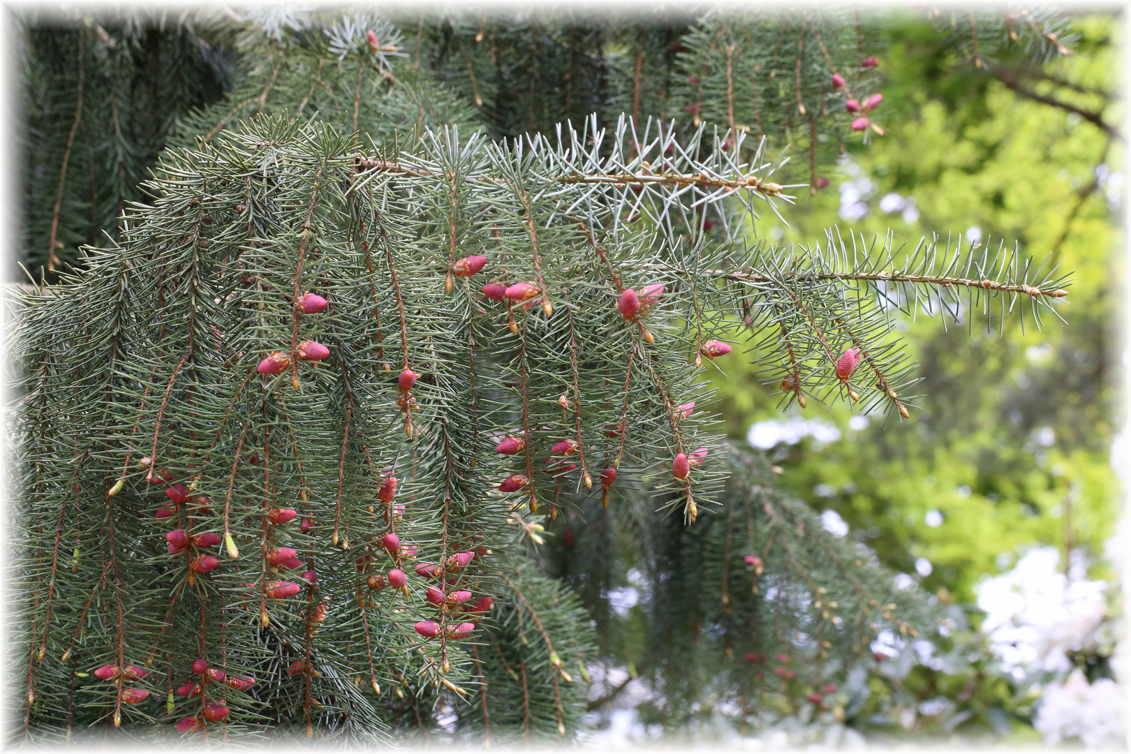 O Tannenbaum Foto & Bild pflanzen, pilze & flechten, bäume