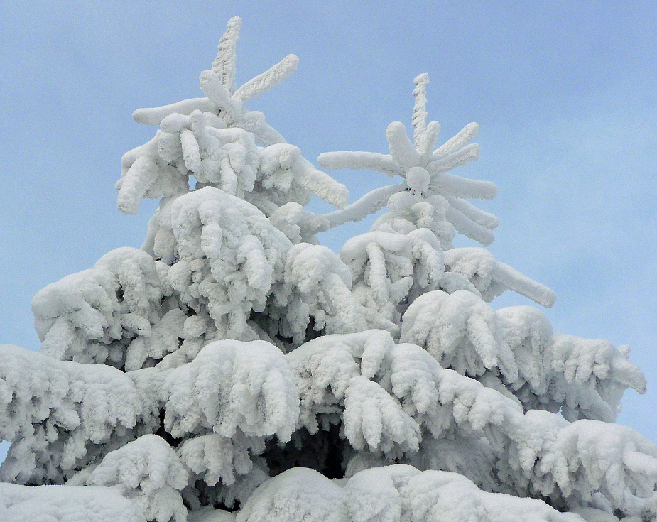 O Tannenbaum, o Tannenbaum...