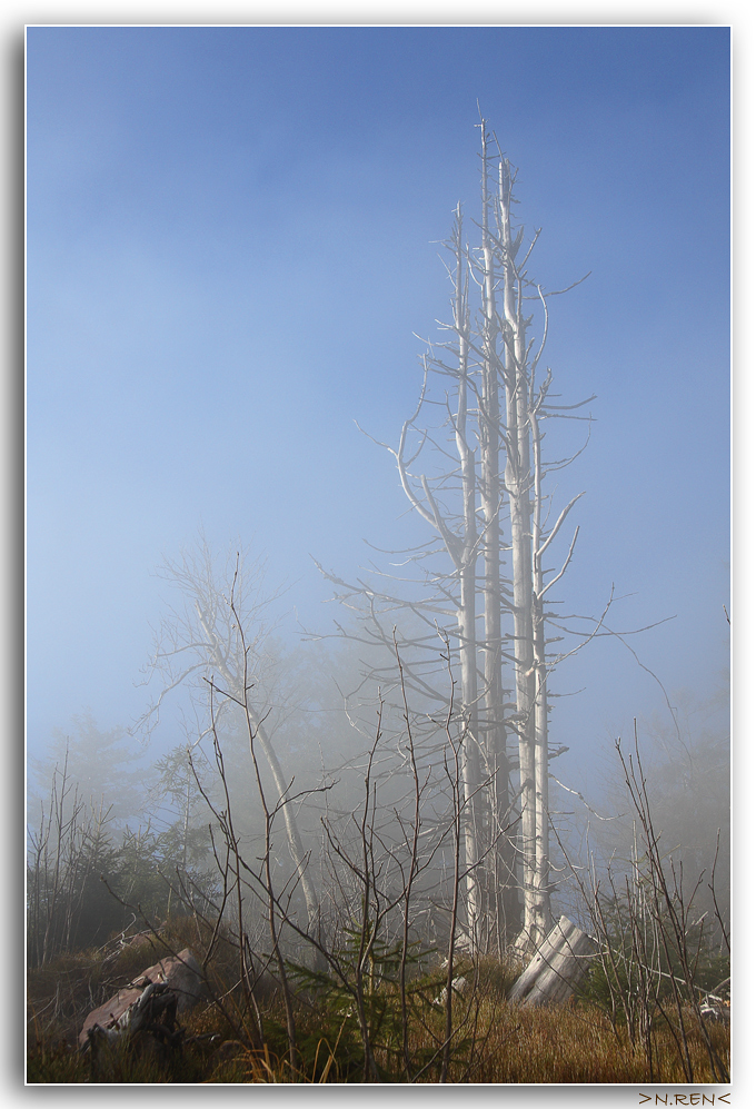 O Tannenbaum Vol.1