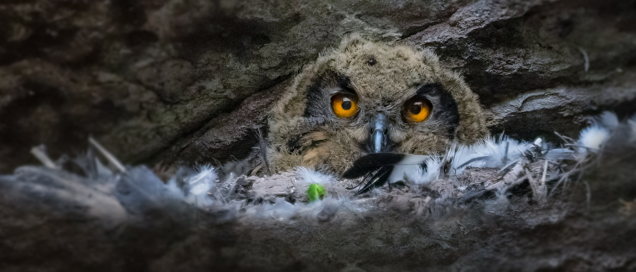 o UHU o Foto & Bild frühling, natur, federn Bilder auf