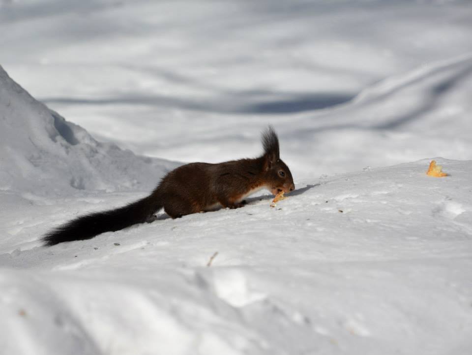 Oacherln halten nur Winterruhe