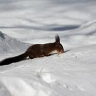 Oacherln halten nur Winterruhe