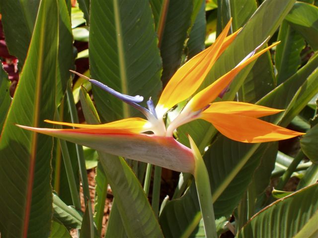 Oahu Hawaii - Blume