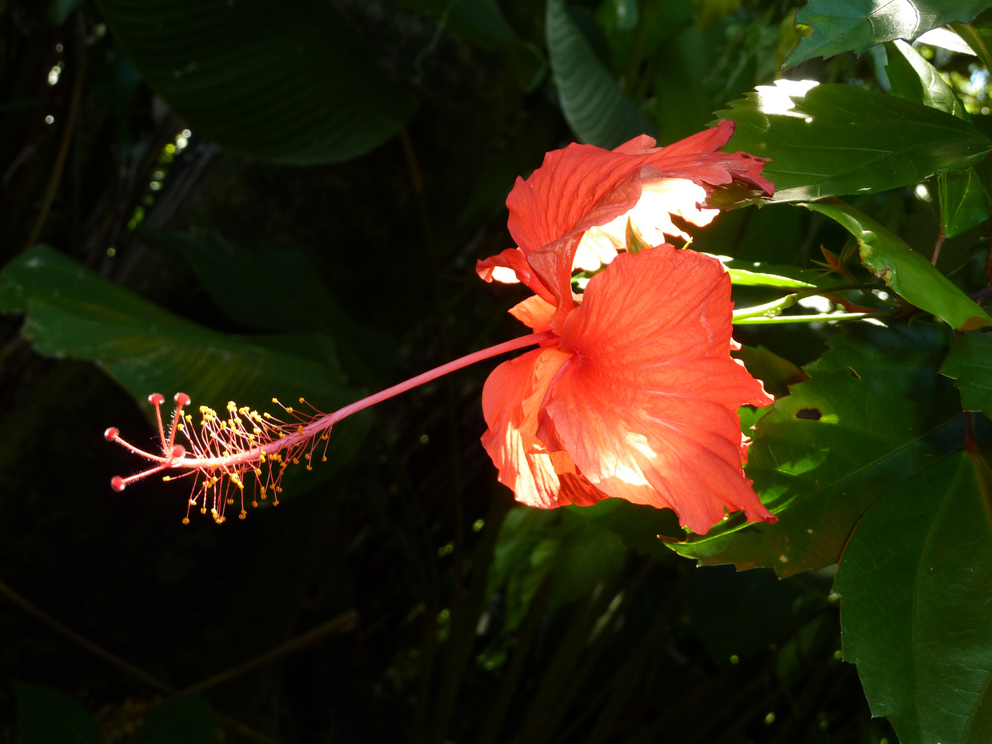 Oahu...Perfektion in jeder Blüte