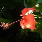 Oahu...Perfektion in jeder Blüte