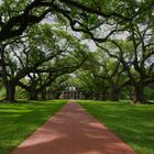 Oak Alley