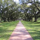 Oak Alley