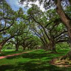 Oak Alley Plantation