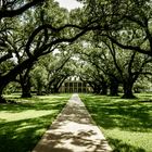 Oak Alley Plantation