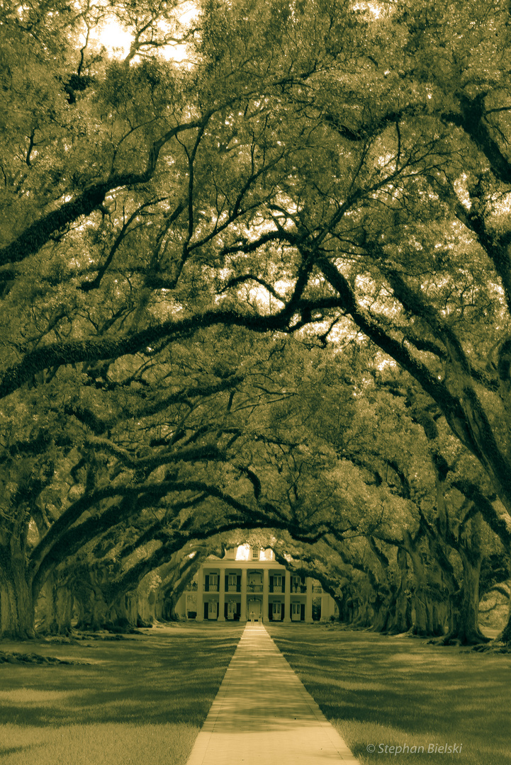 Oak Alley Plantation