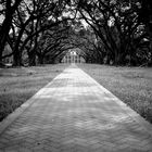 Oak Alley Plantation B&W