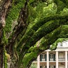 Oak Alley Plantation